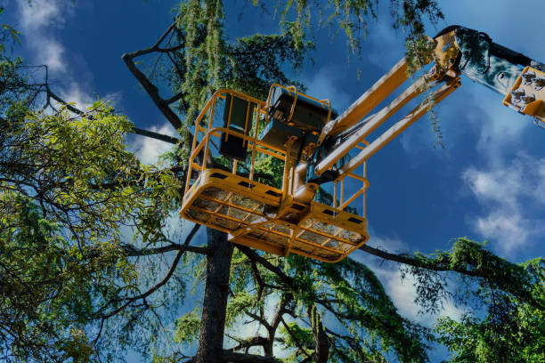 Reliable De Kal, TX Tree Care Services Solutions