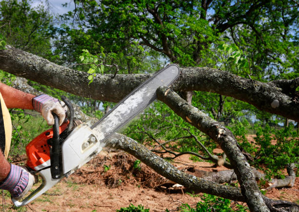 How Our Tree Care Process Works  in  De Kal, TX